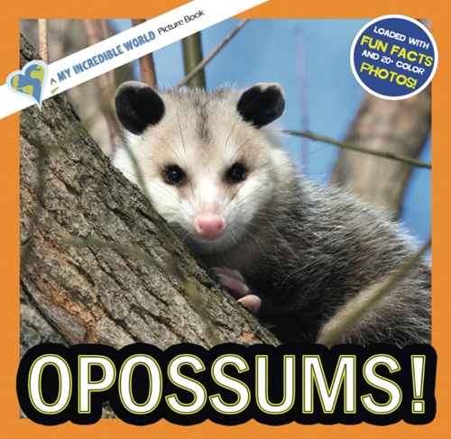 Opossums My Incredible World Picture Book